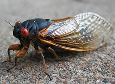 cicadas