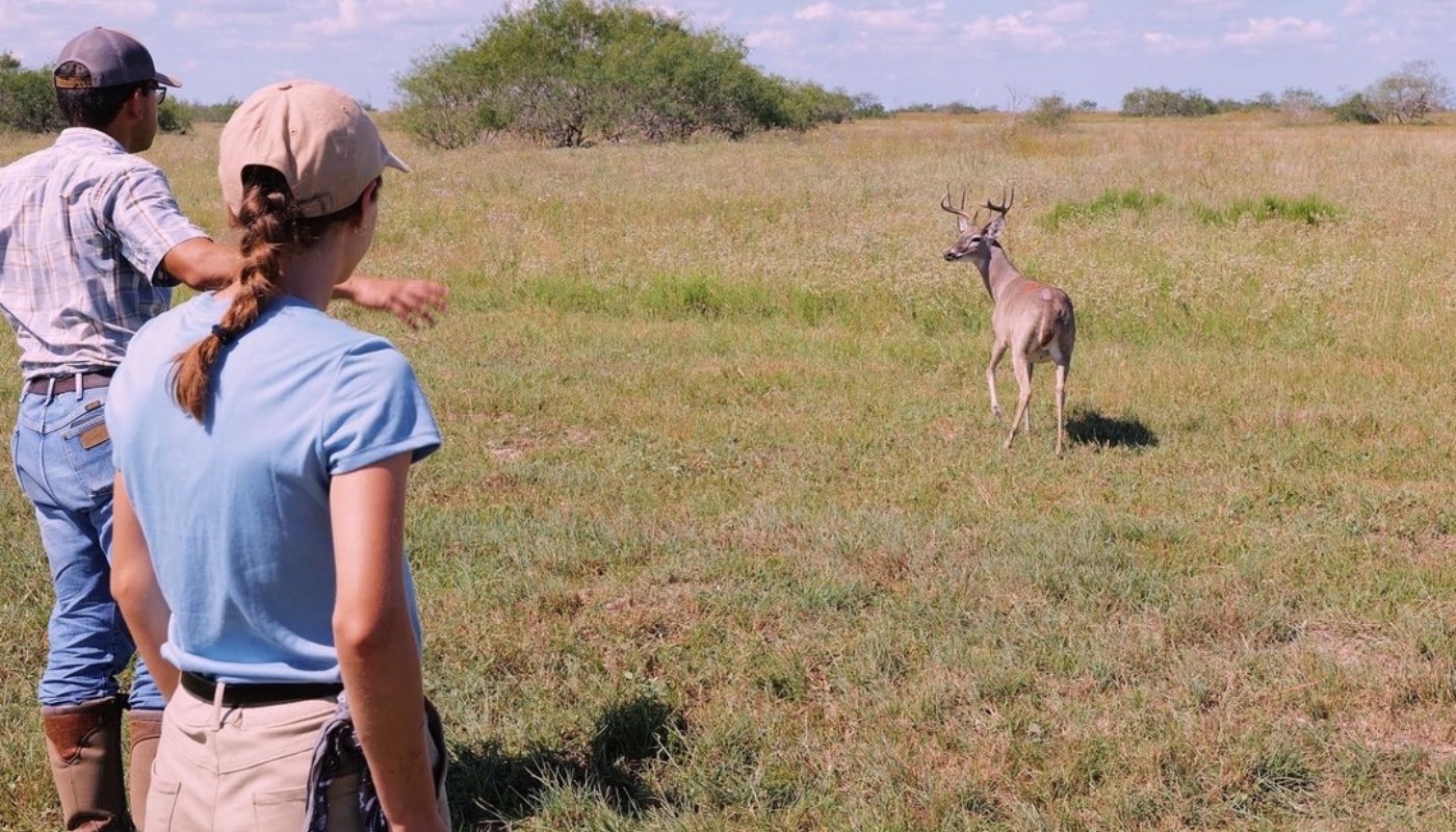 deer runs in field