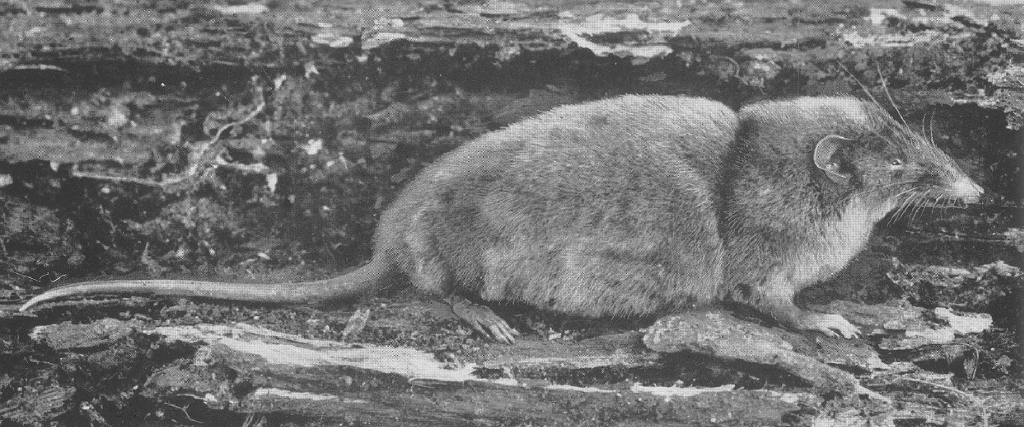 Photo of hero shrew