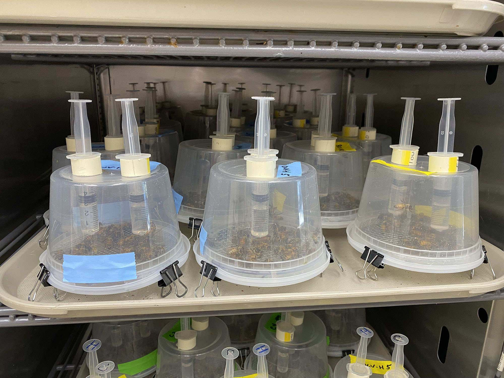 Honey bees in plastic cages during cage test
