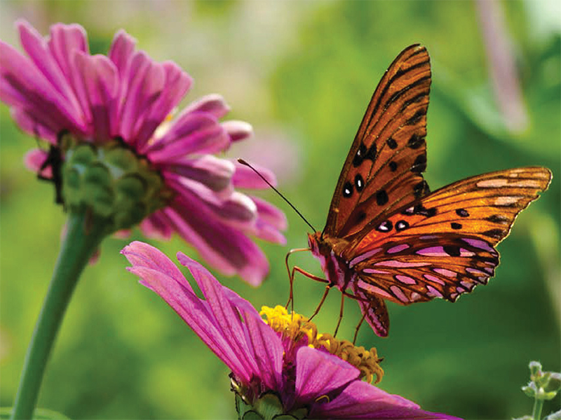 butterfly on a purple flower