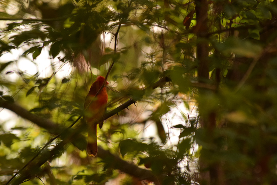 cardinal in tree