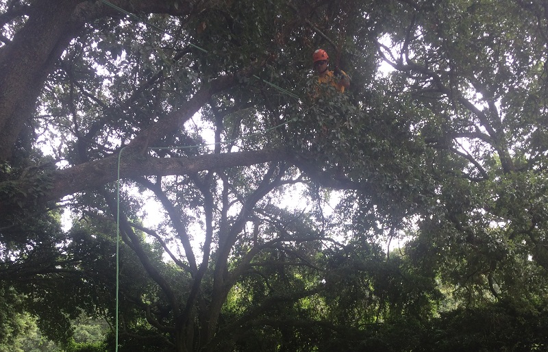 man in a tree