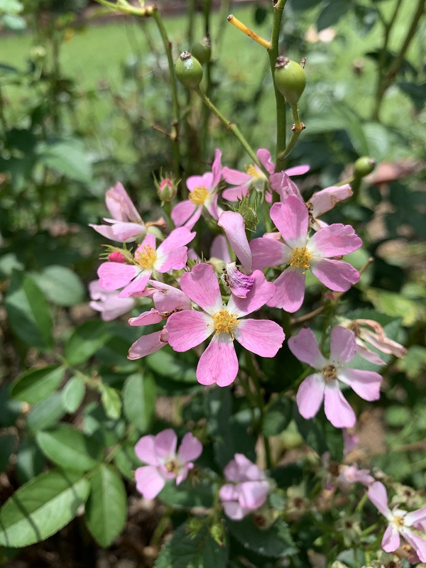 pink rose