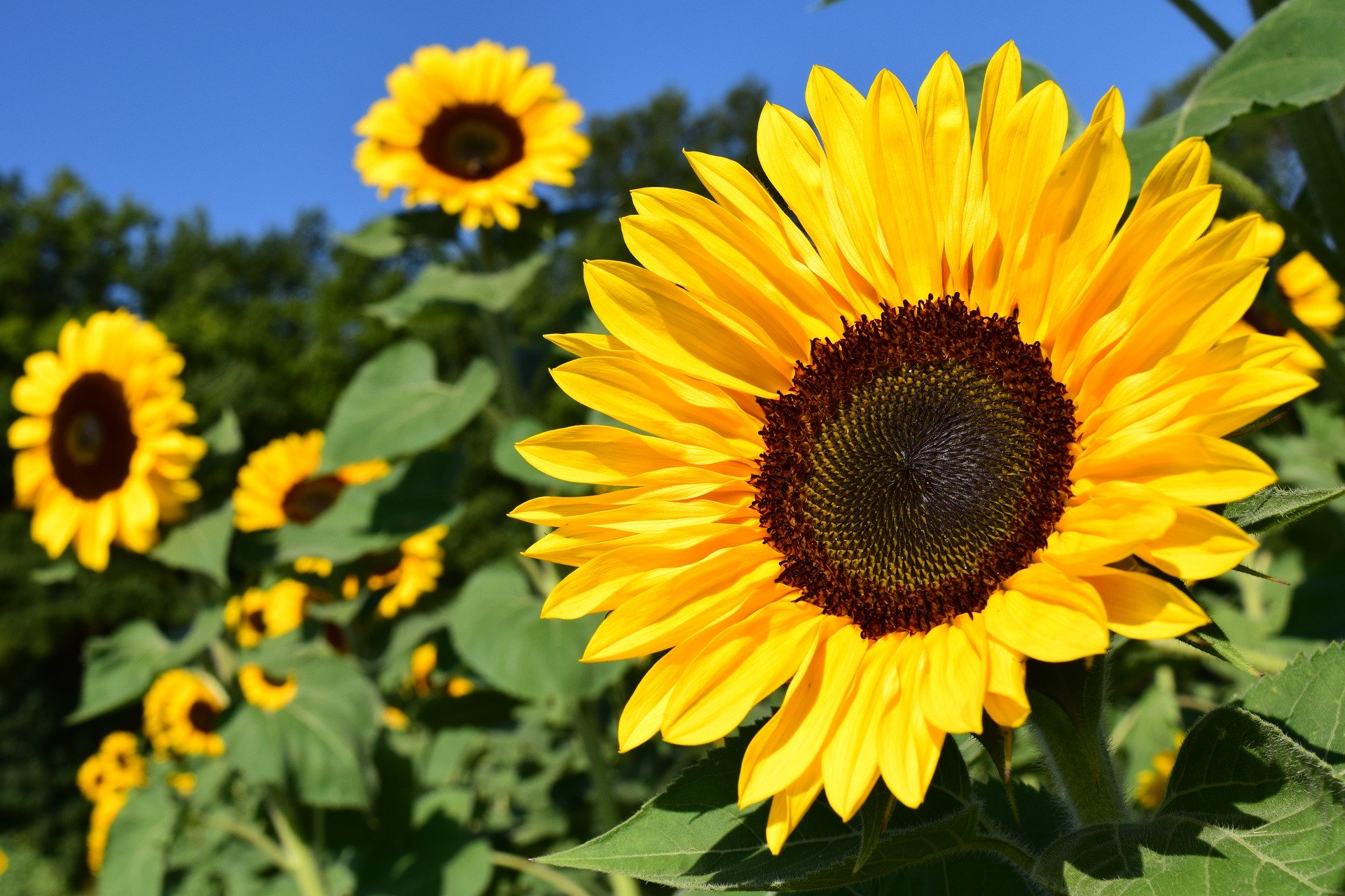 sunflower