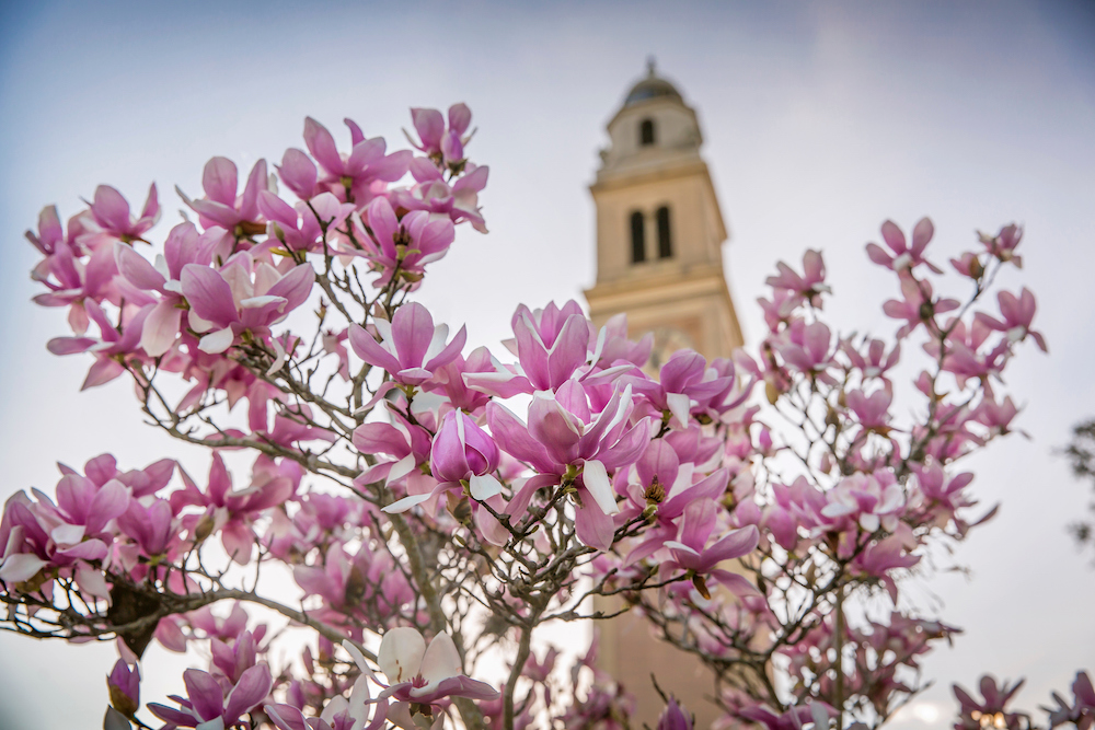 magnolias in front of memorial tower