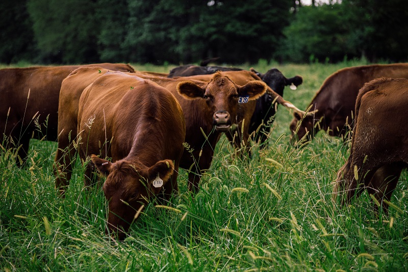 cows grazing in a field