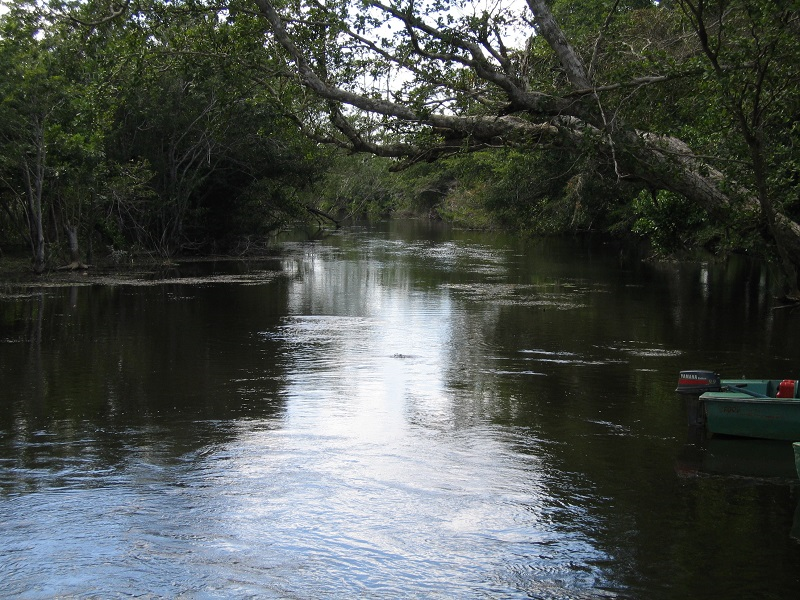 a canopy of trees hangs low over a river