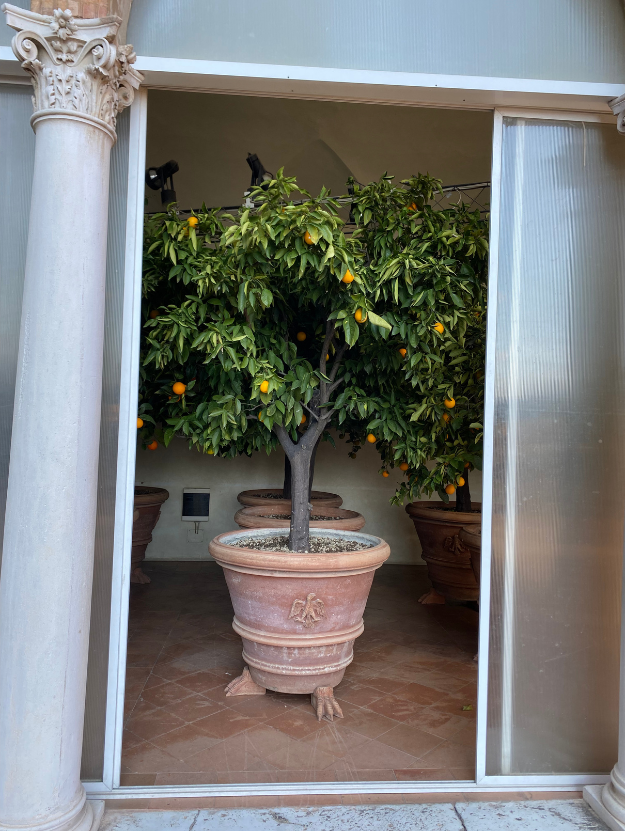 An italian orange tree