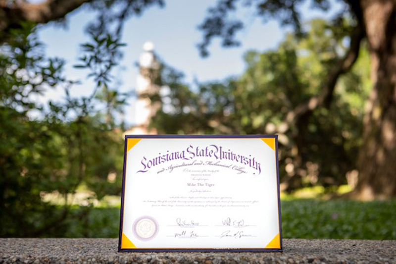 lsu diploma