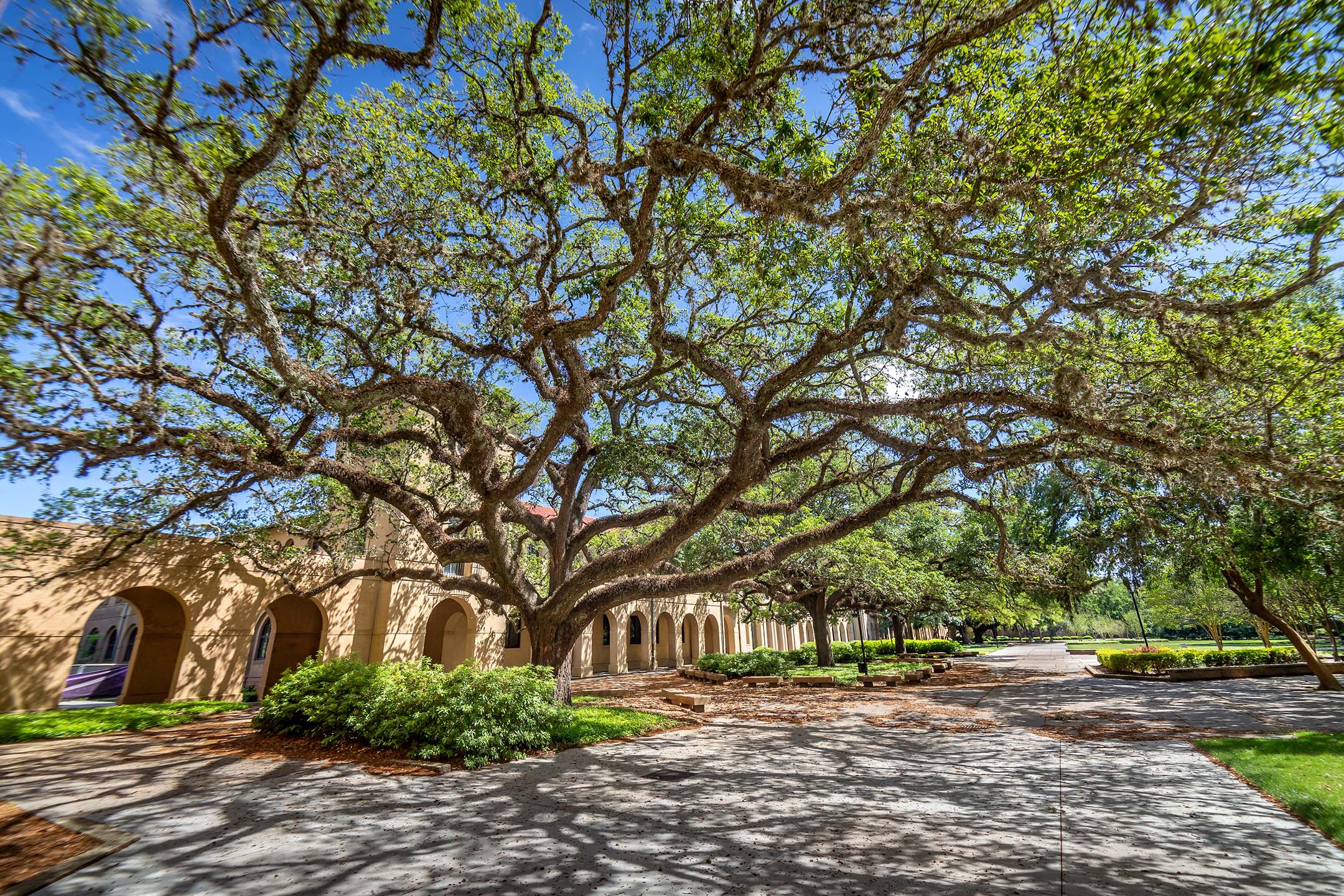 oak tree in the quad