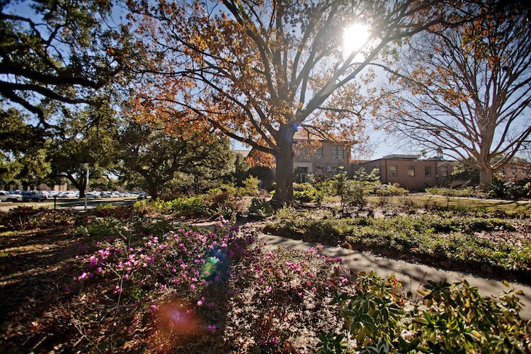 trees on campus