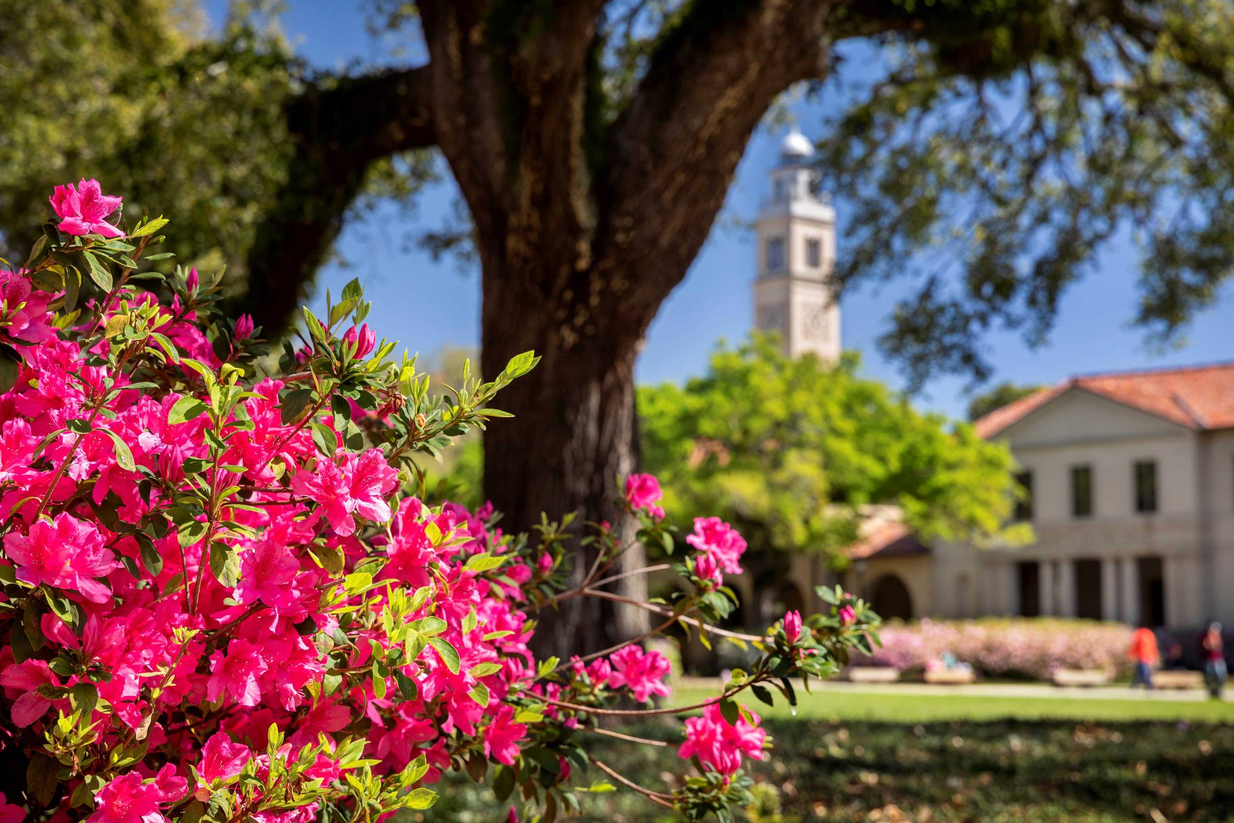 Pink azaleas blooming with the memorial tower in the background.