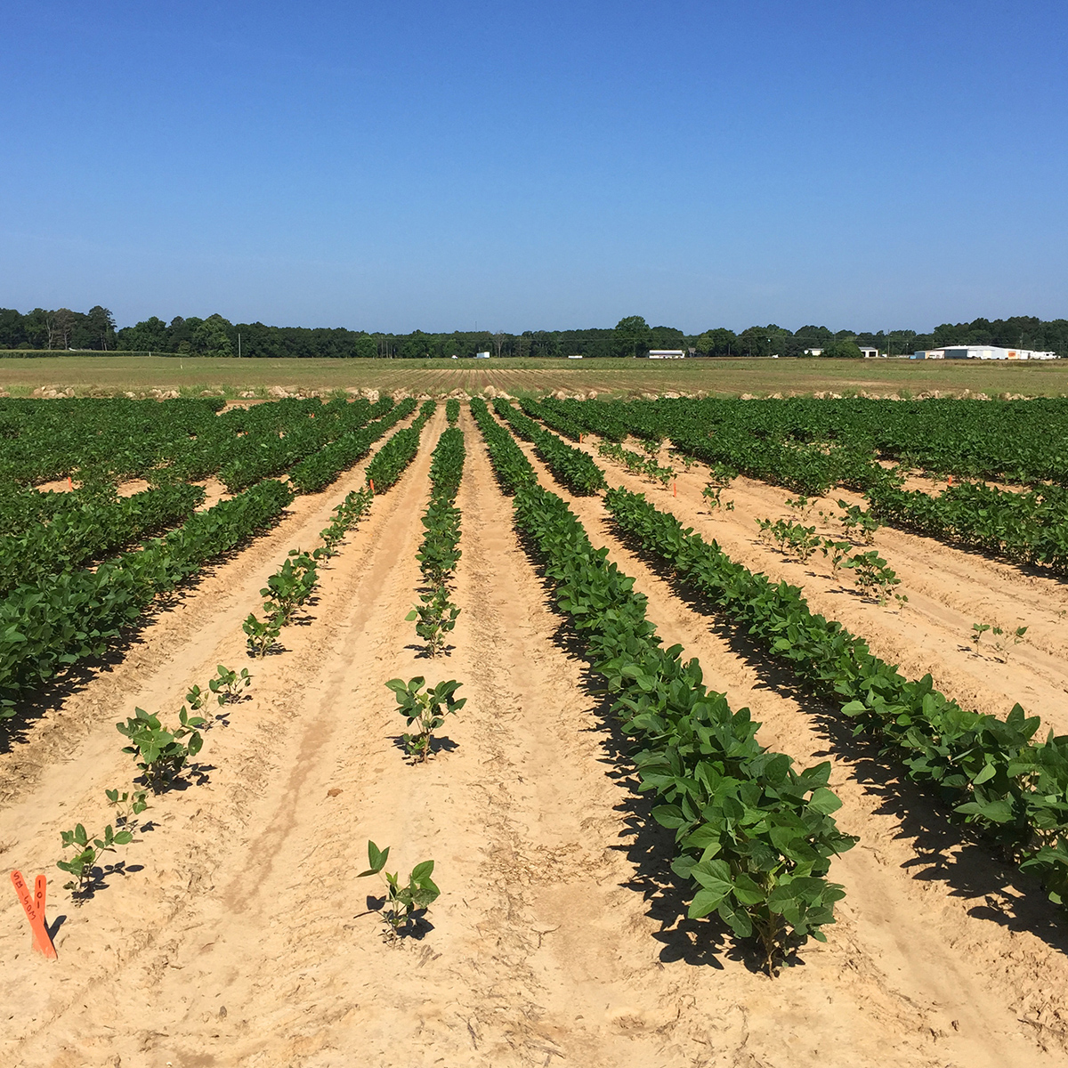 Photo of a soybean field