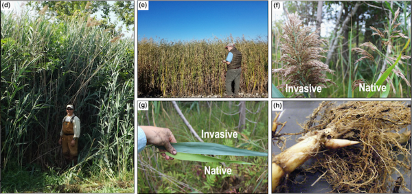 Visuals of the different species of Phragmites austalis