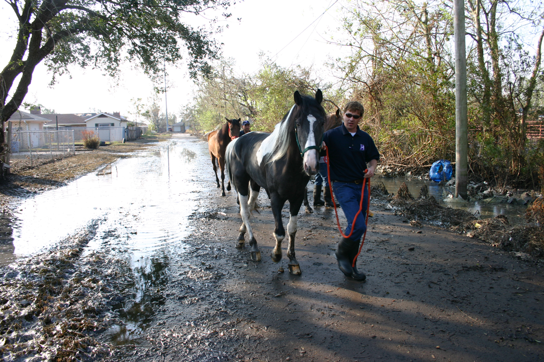 Ky Mortensen and others rescuing horses