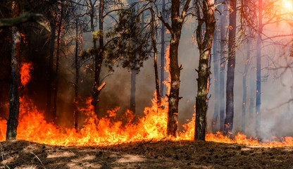 wildfire in wooded area   